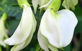 Yorgain Hair Care Products-Sesbania-Grandiflora-Extract-Ingredients